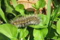 Brown woolly caterpillar on natural green leafs background