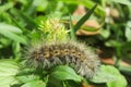 Brown woolly caterpillar on natural green plant background