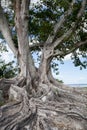 Brown woolly fig tree Ficus drupacea in Bonita Beach, Florida