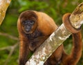 Brown Woolly Monkey Royalty Free Stock Photo