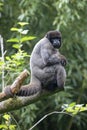 Brown woolly monkey, common woolly monkey, or Humboldt`s woolly monkey Royalty Free Stock Photo