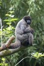 Brown woolly monkey, common woolly monkey, or Humboldt`s woolly monkey