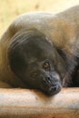 Brown woolly monkey Royalty Free Stock Photo