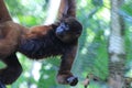 A brown woolly monkey, Lagothrix lagotricha, hanging from at the fence of his cage