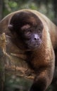 Brown woolly monkey in the rainforest near Mocagua Amazonas Colombia