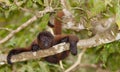 Brown Woolly Monkey on a tree Royalty Free Stock Photo