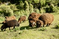 brown woolly sheep in green grass in New Zealand countryside