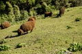 brown woolly sheep in green grass in New Zealand countryside