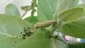 Brown worm eating leaves