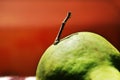 Brown worm on a ripe pear
