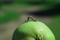 Brown worm on a ripe pear