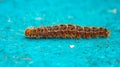 The brown worms on the cement floor. Royalty Free Stock Photo