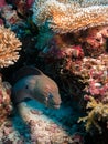 A brown wrinkled moray being cleaned by shrimp