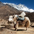 Brown yak and mount lhotse - Nepal Royalty Free Stock Photo