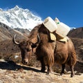 Brown yak and mount lhotse - Nepal Himalayas Royalty Free Stock Photo