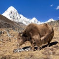 Brown yak and mount Pumo ri - Nepal Himalayas mountains Royalty Free Stock Photo