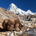 Brown yak and mount Pumo ri - Nepal Himalayas mountains Royalty Free Stock Photo