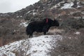 Brown yak in the snowy mountains