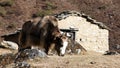 Brown Yak - Nepal Himalayas mountains Royalty Free Stock Photo