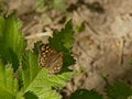 Speckled wood butterfly on a gree leaf