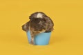 Brown and yellow adult guinea pig sitting in a tiny blue bath in a yellow background