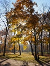 Brown yellow autumn leaves on the park trees