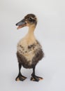 A brown and yellow baby duck stands on a white background Royalty Free Stock Photo