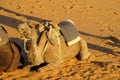 Brown and yellow camels in sand desert Royalty Free Stock Photo