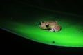 A brown, yellow colored tree frog with black, dark eyes and a line running from his eyes in the Amazonian rainforest