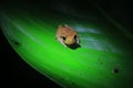 A brown, yellow colored tree frog with black, dark eyes sitting on a bright green leaf