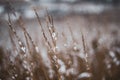 Brown-yellow dry grass covered with white snow close-up. Natural background. Autumn or winter texture Royalty Free Stock Photo