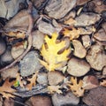 Brown and Yellow fallen Oak Leaves lying on a landscape of river rocks