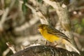 Brown and yellow female Atlantic Canary bird Serinus canaria Royalty Free Stock Photo