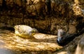 Brown and yellow female Atlantic Canary bird Serinus canaria Royalty Free Stock Photo