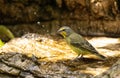 Brown and yellow female Atlantic Canary bird Serinus canaria i Royalty Free Stock Photo