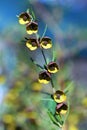 Brown and yellow fragrant flowers of the Western Australian native Boronia megastigma, family Rutaceae Royalty Free Stock Photo