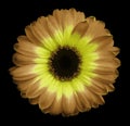 Yellow flower chrysanthemum, garden flower, black isolated background with clipping path. Closeup. no shadows. green centre. Royalty Free Stock Photo