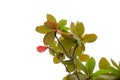 Brown yellow green leaves with a twig on white isolated background for green foliage backdrop Royalty Free Stock Photo