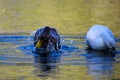 A brown and yellow mallard duck splashing in the lake water next to a white and gray duck at Kenneth Hahn Park Royalty Free Stock Photo