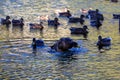 A brown and yellow mallard duck splashing in the lake water surrounded by many other brown mallard ducks at Kenneth Hahn Park Royalty Free Stock Photo