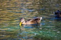 Brown and yellow mallard ducks swimming in glistening blue lake water at Kenneth Hahn Park Royalty Free Stock Photo