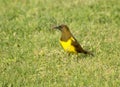 Brown-and-yellow Marshbird