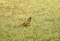 Brown-and-yellow Marshbird