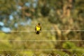 Brown-and-yellow Marshbird