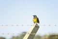 Brown-and-yellow Marshbird