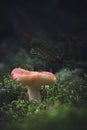 Brown yellow mushroom in the woods. Dark mood. Autumn fungus in green forest. Empty space over mushroom.