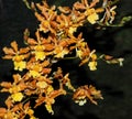 Brown And Yellow Oncidium Orchid