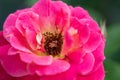 Brown-yellow pollens between bright red petals . Rose made by Reimer Kordes.2021.Macro Royalty Free Stock Photo