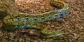 Brown and yellow reticulated python crawling over the ground, popular big snake from Asia Royalty Free Stock Photo