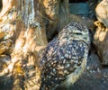 Brown yellow spotted little owl in closeup a nocturnal wild predator bird